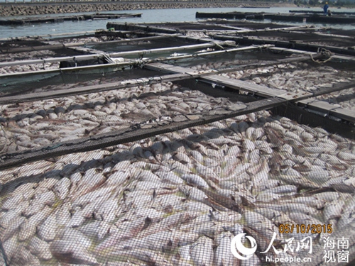 网箱里大片大片的死鱼