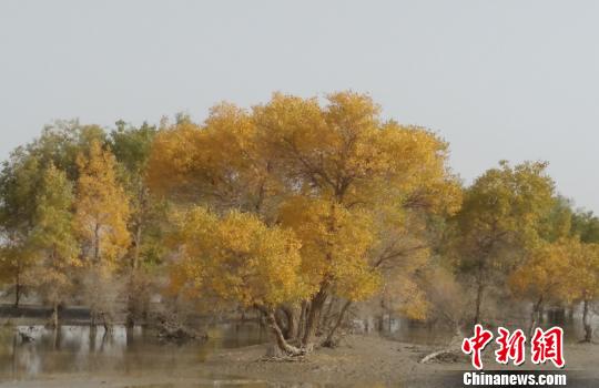 金秋十月，新疆塔里木河两岸胡杨林一片金黄。　侯卫东　摄