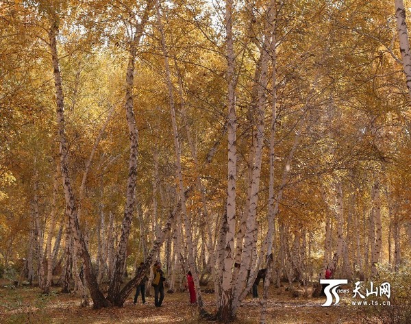 游人流连在金色的世界