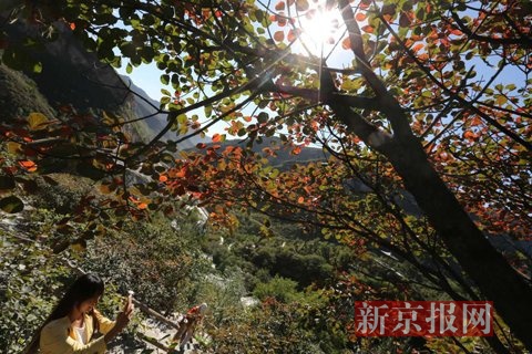 幽岗山风景区，游客在赏红叶。新京报记者 王嘉宁 摄