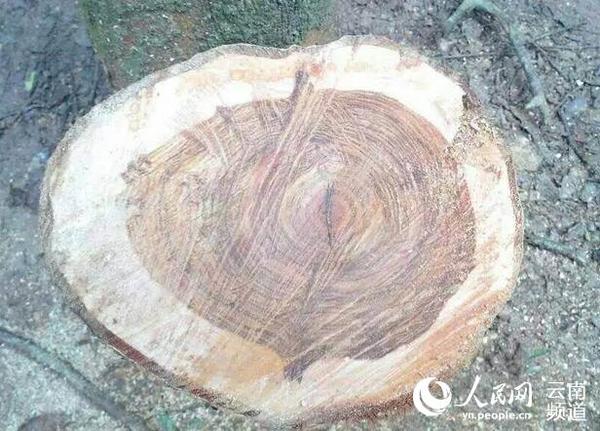 中科院西双版纳热带植物园价值 百万 元 黄花梨被 