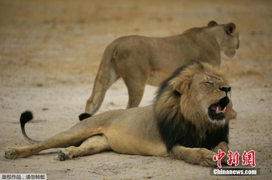 津巴布韦官员:美国牙医不会因猎杀狮王遭指控