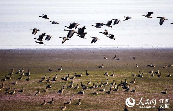 10月15日，在鄱阳湖湿地拍摄的冬候鸟。（傅建斌摄）