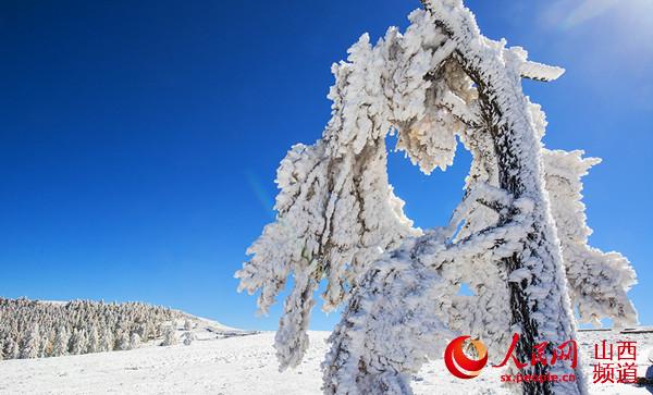 芦芽山雪景 （曹建国 梁海宏 摄）