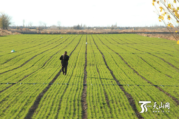 麦苗齐苗壮似绿毯