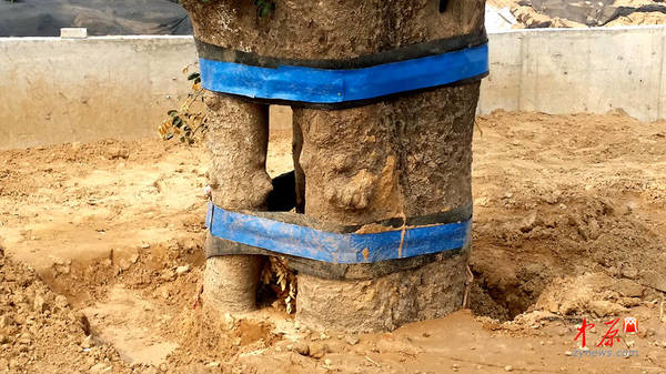 古树树干已中空 ，被村民用橡胶轮胎固定起来。