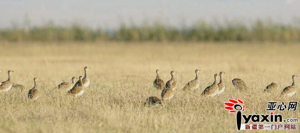 新疆鸟友在新疆西北地区拍到的小鸨集群。通讯员王传波郭元清摄
