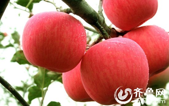 烟台栖霞苹果价格暴跌 果农遭遇卖果难(图)|苹