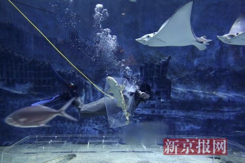 工作人员把两条小斑纹须鲨放入池中的培养箱中。新京报记者 浦峰 摄