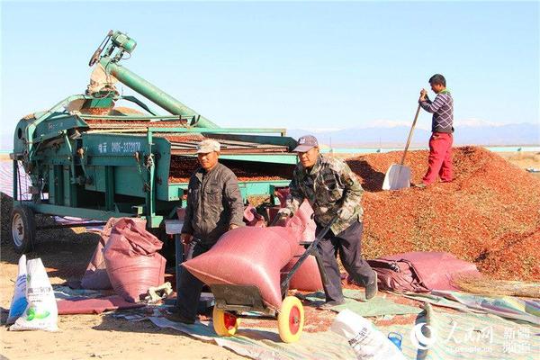 新疆兵团一八七团丰收景象多姿多彩(组图)|新疆