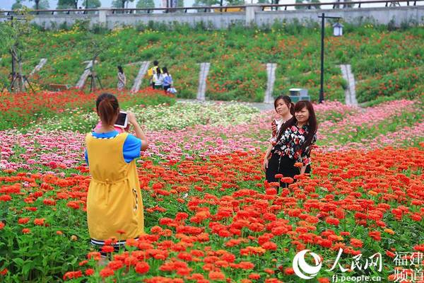 福州南江滨堤外公园菊花盛开，吸引了不少市民前往赏花。邹家骅摄