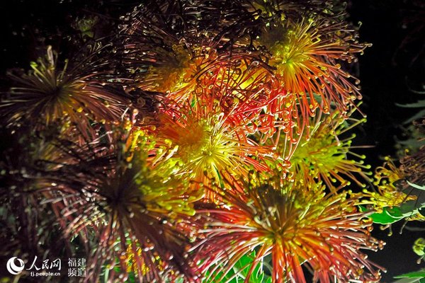 满城秋色菊香幽。  吴隆重 摄