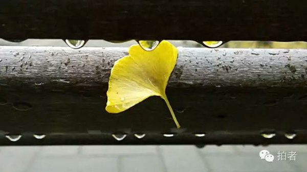 一片银杏叶,与雨水“缠绵”。拍者 一夫