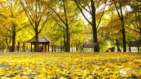 陶然亭公园,满地银杏,不忍踏足。拍者 一夫