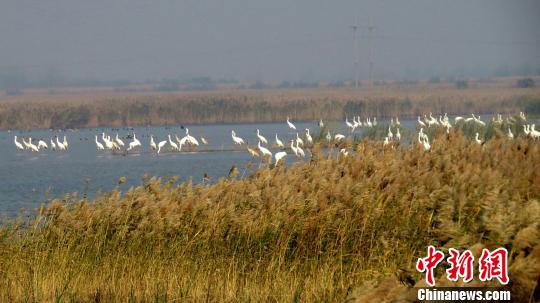 东营黄河口成国家一级保护鸟类白鹤迁徙驿站