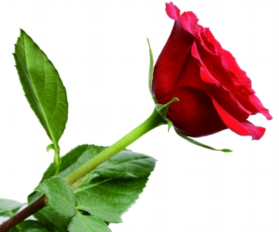 老婆支持我寻找初恋情人|小学|情书