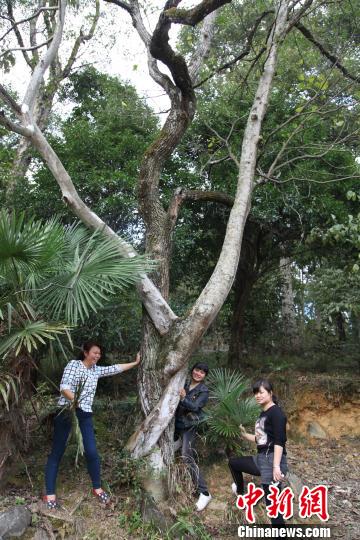 湖南资兴现百年历史奇树 三棵树合抱缠绕生长