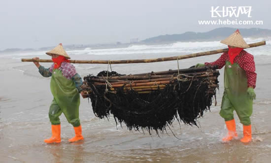 11日上午，“清新福建海丝行”来到漳浦县六鳌镇翡翠湾滨海度假景区。长城网 刘伟 摄　