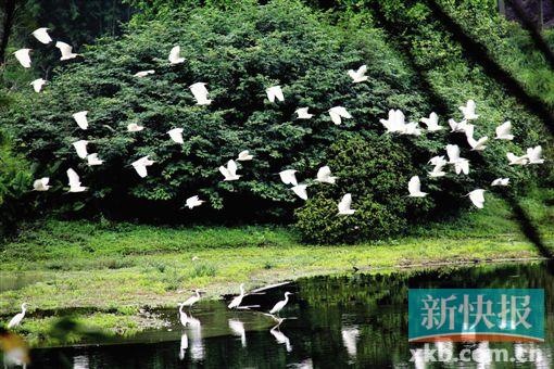 ■连日来,清远田野绿世界来了上千只白鹭鸟定居安家。新快报记者 宁彪 通讯员 曾令华/摄