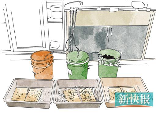 ●静置两天后,第三天开始慢慢地往蚁巢内滴水,随着水往土里滴,红火蚁开始往上搬幼崽、搬粮食,大约24小时后,全部红火蚁都漂在水面上了,这样就可以全部捞起来,目前滴水浸泡法是最常用的分离方法。