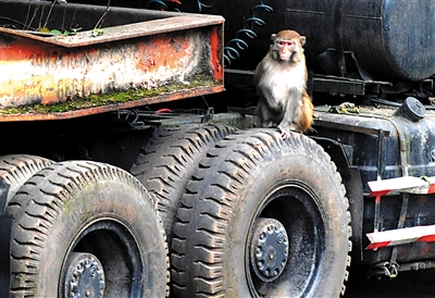 昨日下午4点左右，“美猴王”终于现身，爬到货车上觅食。 本报记者 杨新宇 摄 山中无老虎，猴子称大王