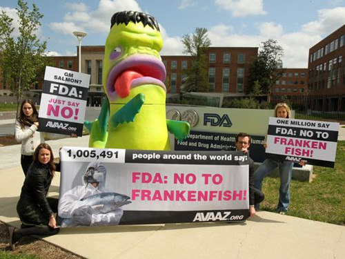 反对转基因三文鱼的抗议者。