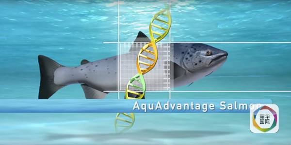 美国人为何要率先吃转基因动物?|食品|科学家