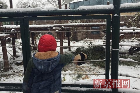 上午11时，一位小朋友在熊猫馆区看雪地里的熊猫吃竹子。
