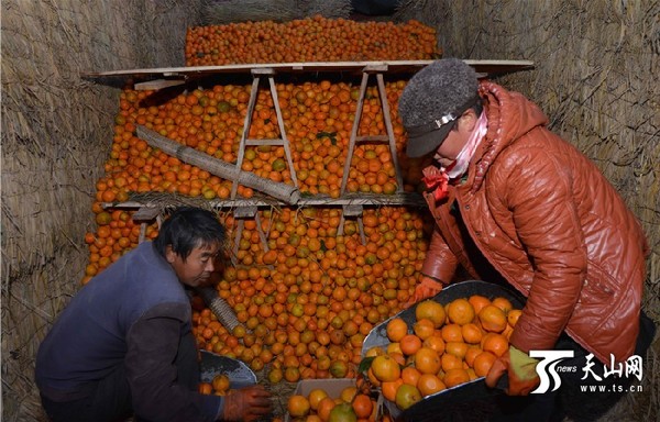 11月22日,在新疆库尔勒市巴音水果批发市场,来自外地的水果商人在批发应季水果。