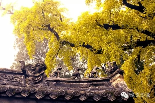见过吗?少林寺的金色袈裟|天王殿|银杏树