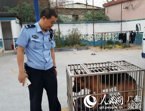咬伤女童的狼狗已被民警抓获。广州市公安局供图