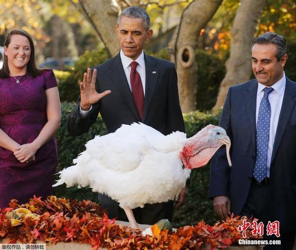 奥巴马赦免年度国家感恩节火鸡|美国人|奥巴马