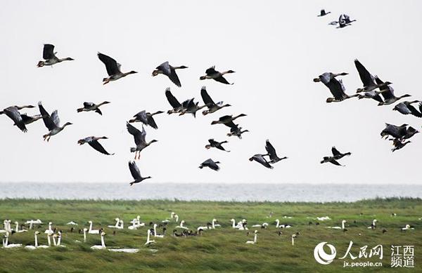 江西:鄱阳湖上空天鹅与大雁"共舞-鄱湖人家网