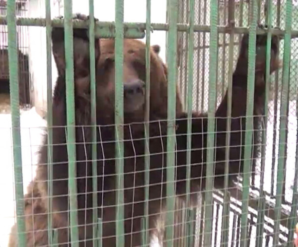 气温太高，俄罗斯一动物园的棕熊至今仍未能冬眠。