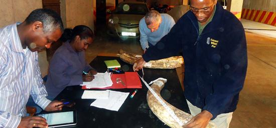 如果没有象牙 大象更容易活下来