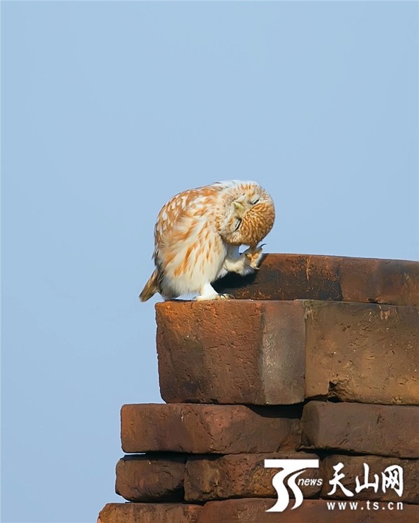 12月6日拍摄的伊犁河畔的小鸟。