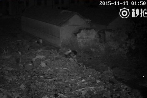 监控视频显示,老人被多人抬出家外。微博截图