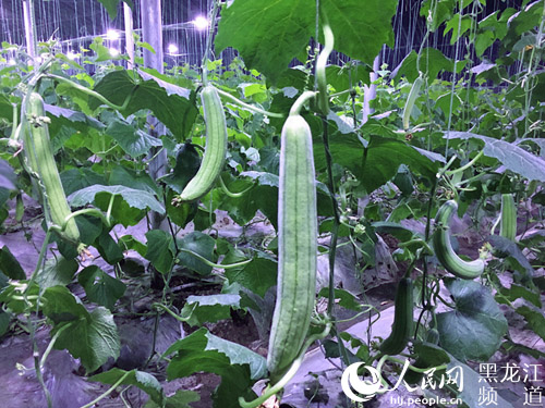 果蔬基地长势喜人的丝瓜。杨海全 摄