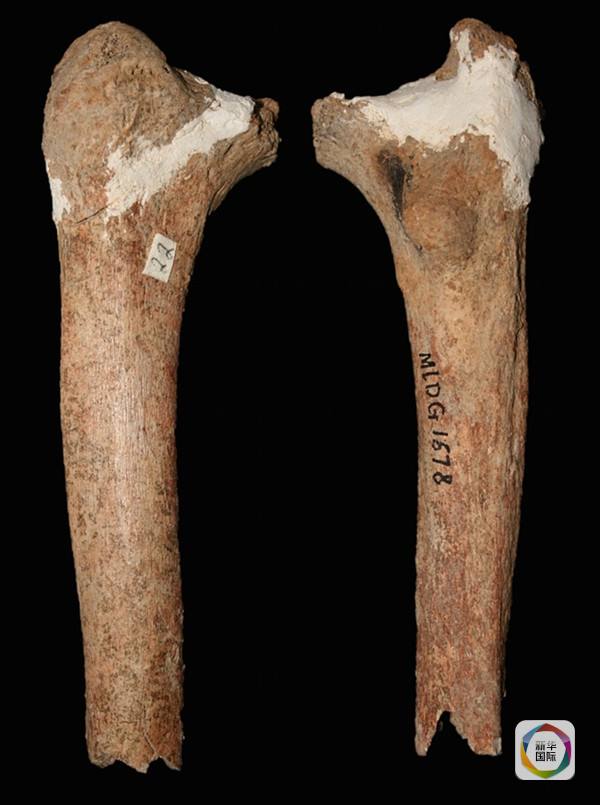 　　在蒙自发现的马鹿洞人股骨化石。