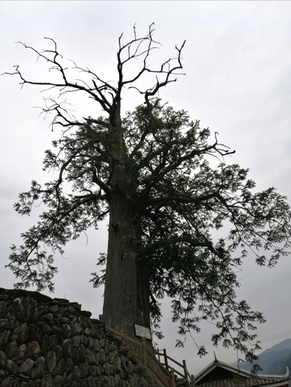 “中国第一杉树王”存活了1500年