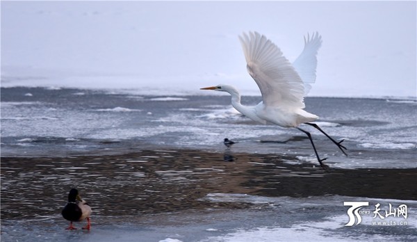 12月21日18时，库尔勒市孔雀河狮子桥附近，一只白鹭在冰面上展翅起飞。