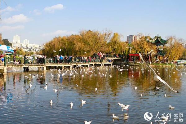 22日，昆明阳光明媚，市民和游客在翠湖公园给红嘴鸥喂食。（人民网 李发兴 摄）