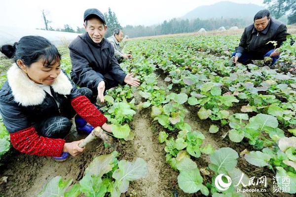 德兴市银城街道新南村菜农抓住雨天补种油菜。