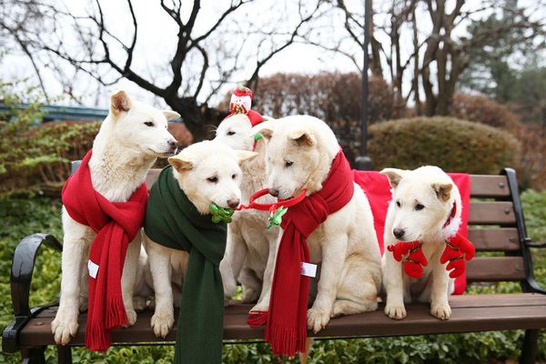 朴槿惠所养的5只珍岛犬，他们的名字分别是：统一、和平、白头、汉拿和金刚（网页截图）