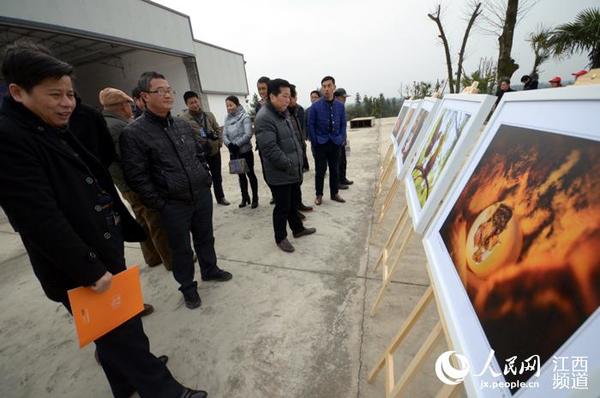 众人观赏“十大最美麻鸡图片”