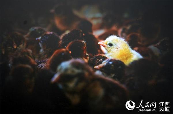 十大最美麻鸡图片