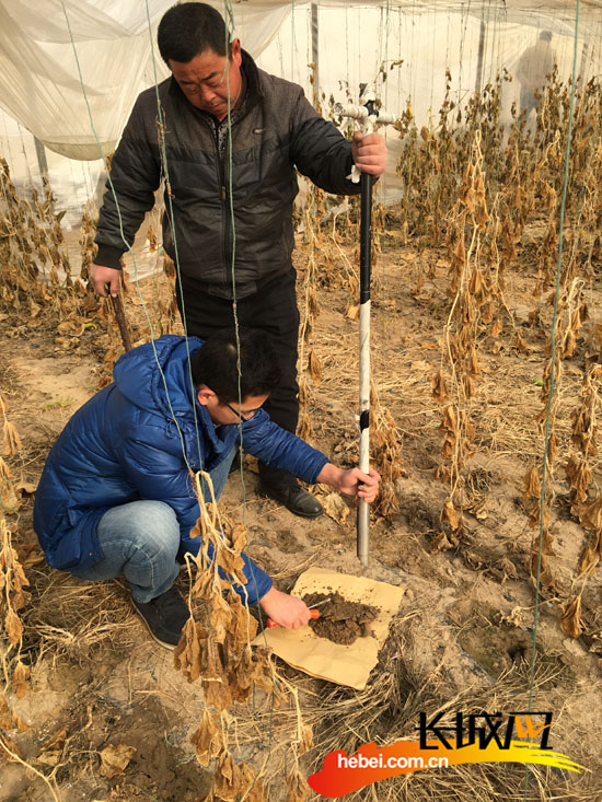 中国农业大学博士生免费指导南皮蔬菜大棚产业