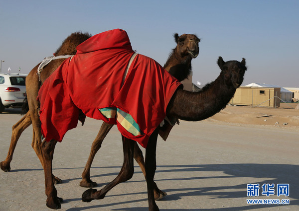 参加完评比走在回家路上的骆驼。新华社记者 安江 摄