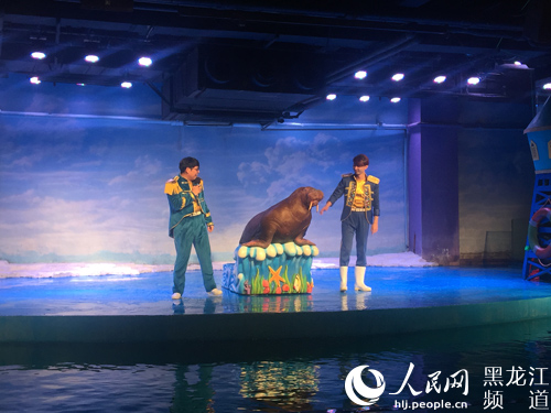 海象表演。董亚楠 摄