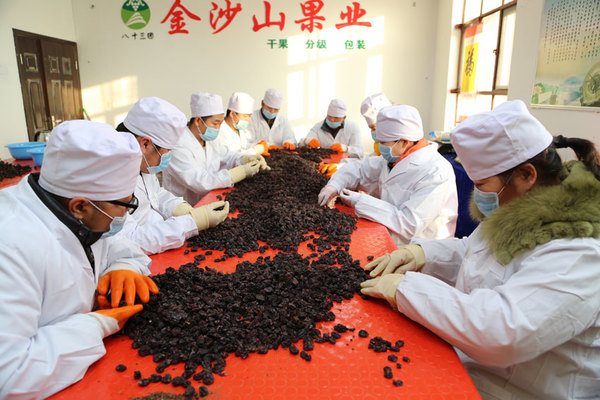 人工分选葡萄干。